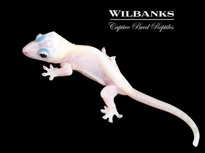 Super Fire aka Black Eyed Leucistic Crested Gecko ♀ '25