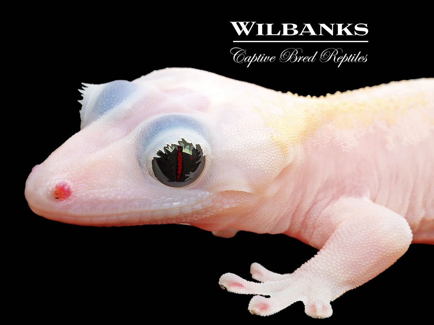Super Fire aka Black Eyed Leucistic Crested Gecko ♀ '25