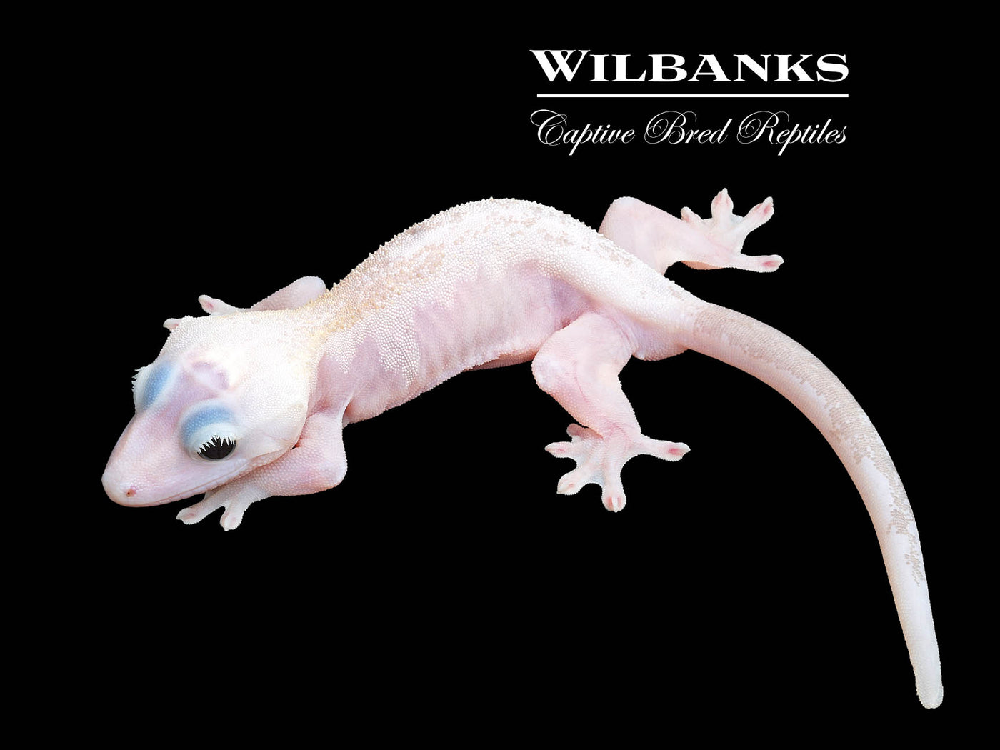 Super Fire aka Black Eyed Leucistic Crested Gecko ♂ '25