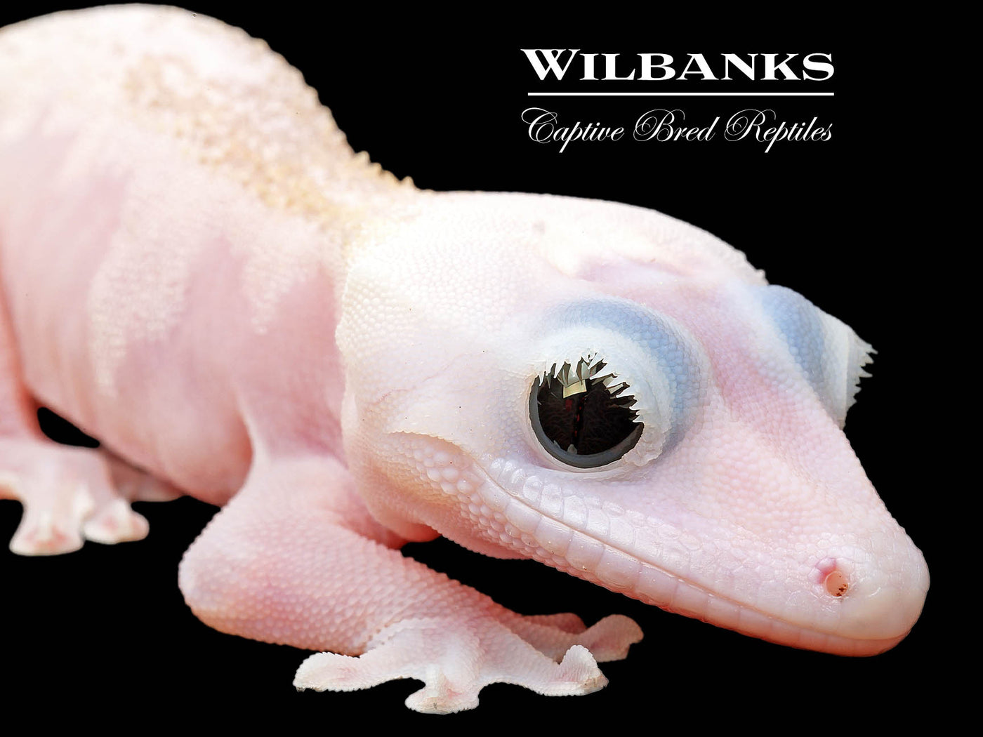 Super Fire aka Black Eyed Leucistic Crested Gecko ♂ '25