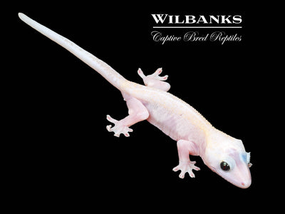 Super Fire aka Black Eyed Leucistic Crested Gecko ♂ '25