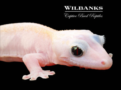 Super Fire aka Black Eyed Leucistic Crested Gecko ♂ '25