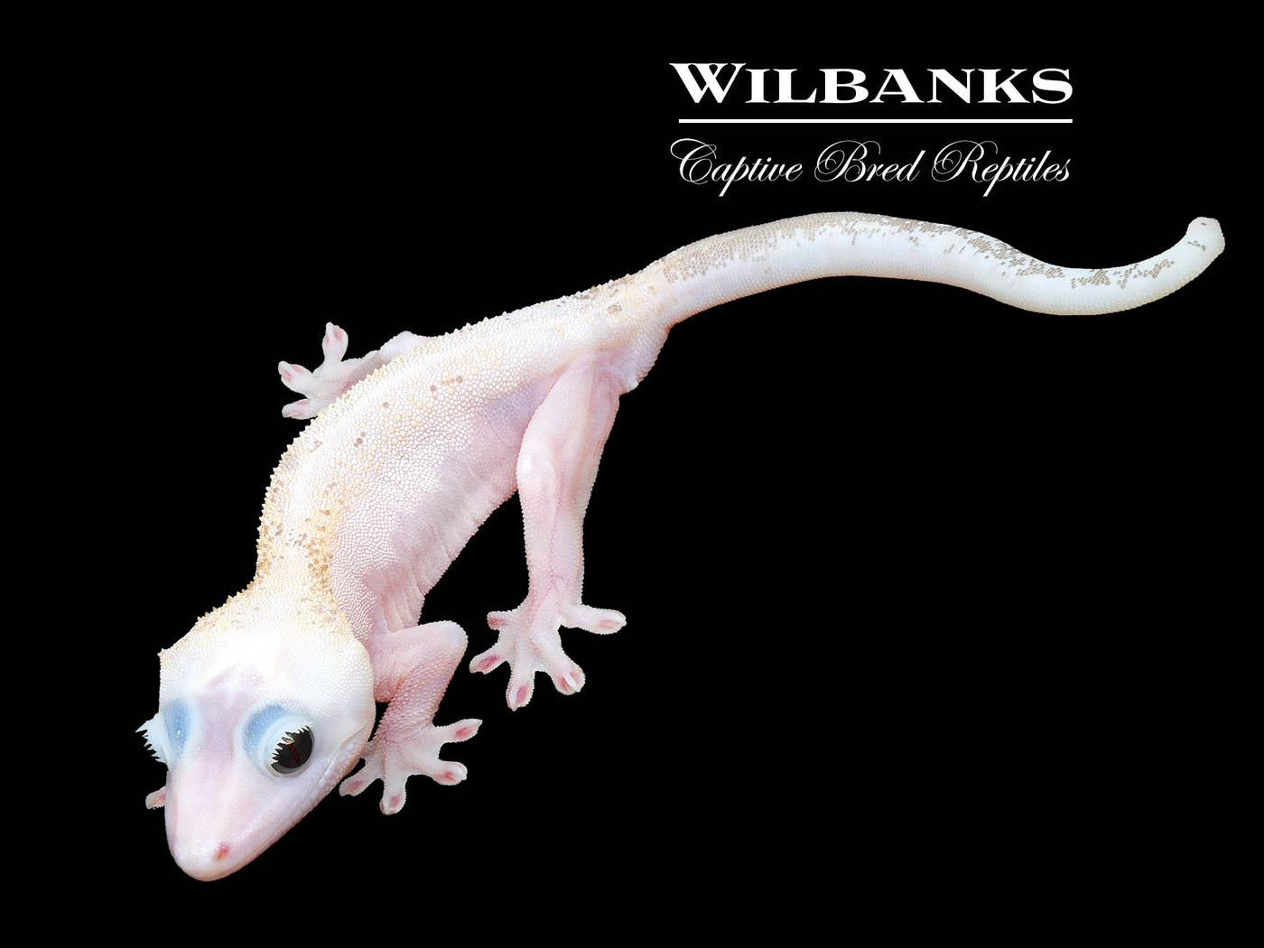 dracaena crested gecko Super Fire aka Black Eyed Leucistic Crested Gecko ♂ '25 – Wilbanks Captive Bred Reptiles