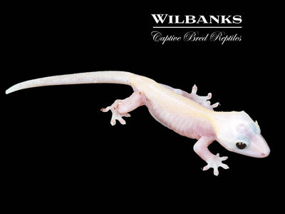 Super Fire aka Black Eyed Leucistic Crested Gecko ♂ '25