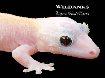 Super Fire aka Black Eyed Leucistic Crested Gecko ♂ '25