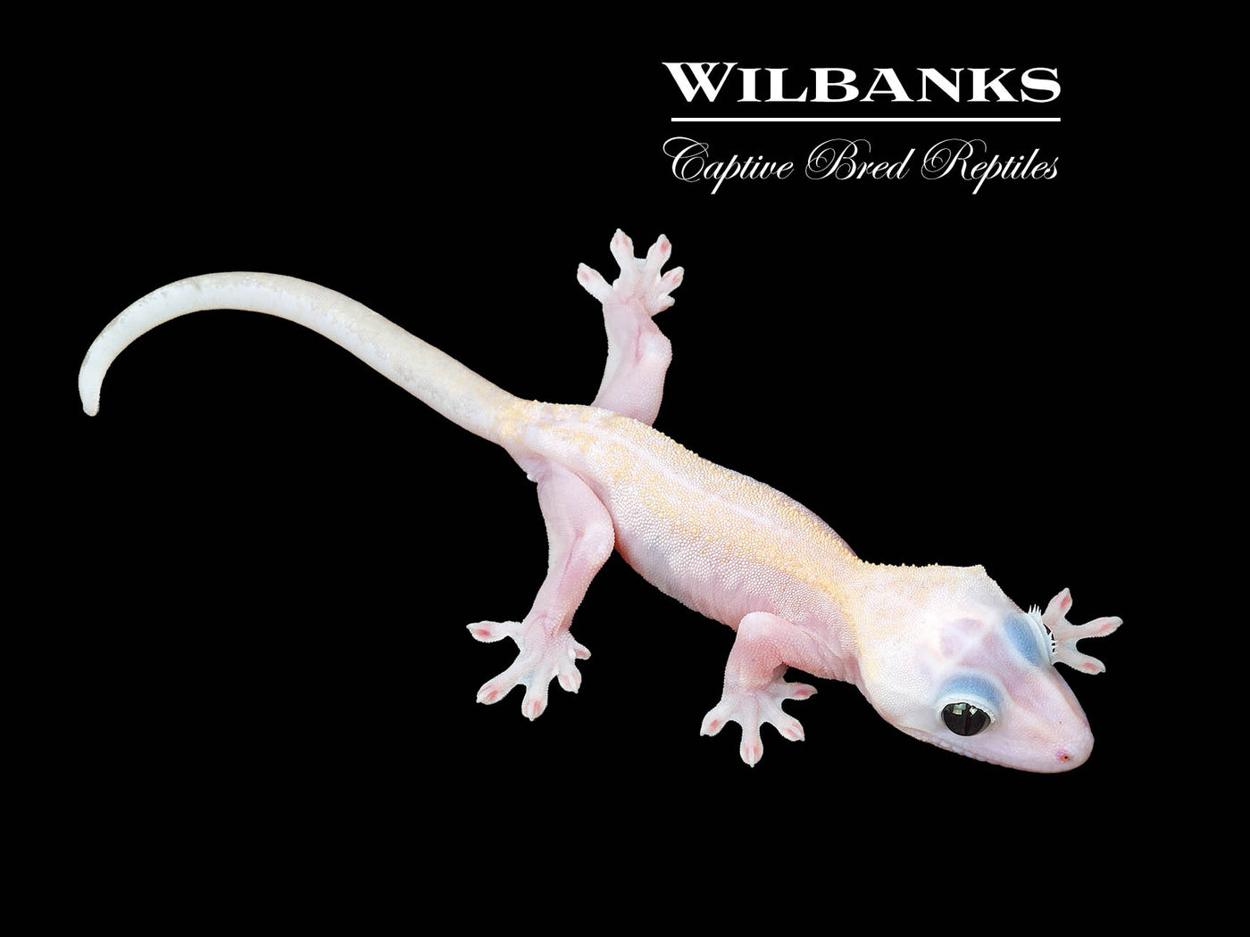 Super Fire aka Black Eyed Leucistic Crested Gecko ♂ '25
