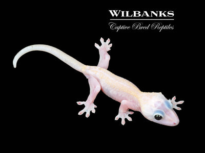 Super Fire aka Black Eyed Leucistic Crested Gecko ♂ '25