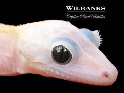 Super Fire aka Black Eyed Leucistic Crested Gecko ♂ '25