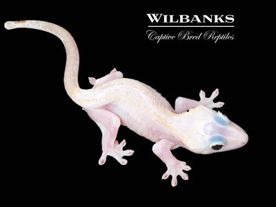 Super Fire aka Black Eyed Leucistic Crested Gecko ♂ '25