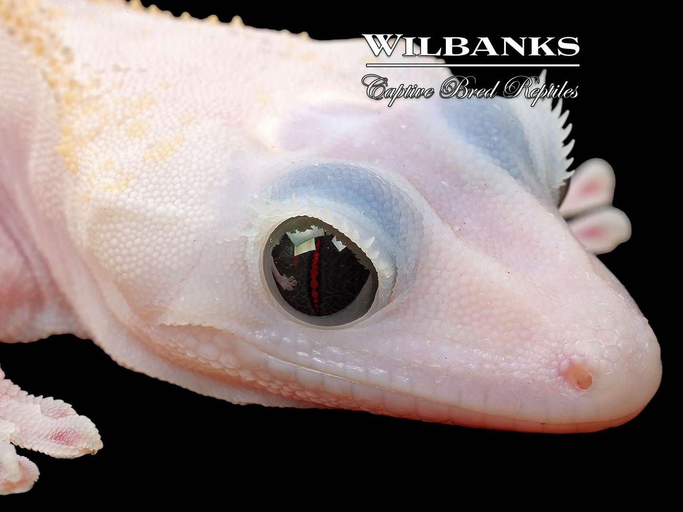 Super Fire aka Black Eyed Leucistic Crested Gecko ♂ '25