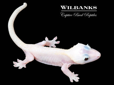 Super Fire aka Black Eyed Leucistic Crested Gecko ♂ '25