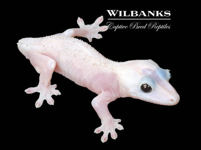 Super Fire aka Black Eyed Leucistic Crested Gecko ♂ '25