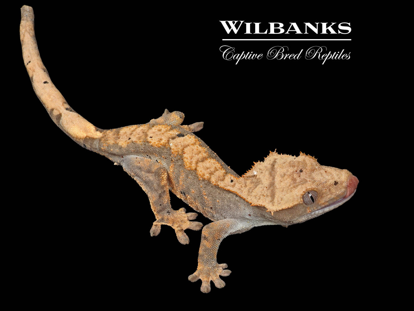 Flame Dalmatian Crested Gecko '25