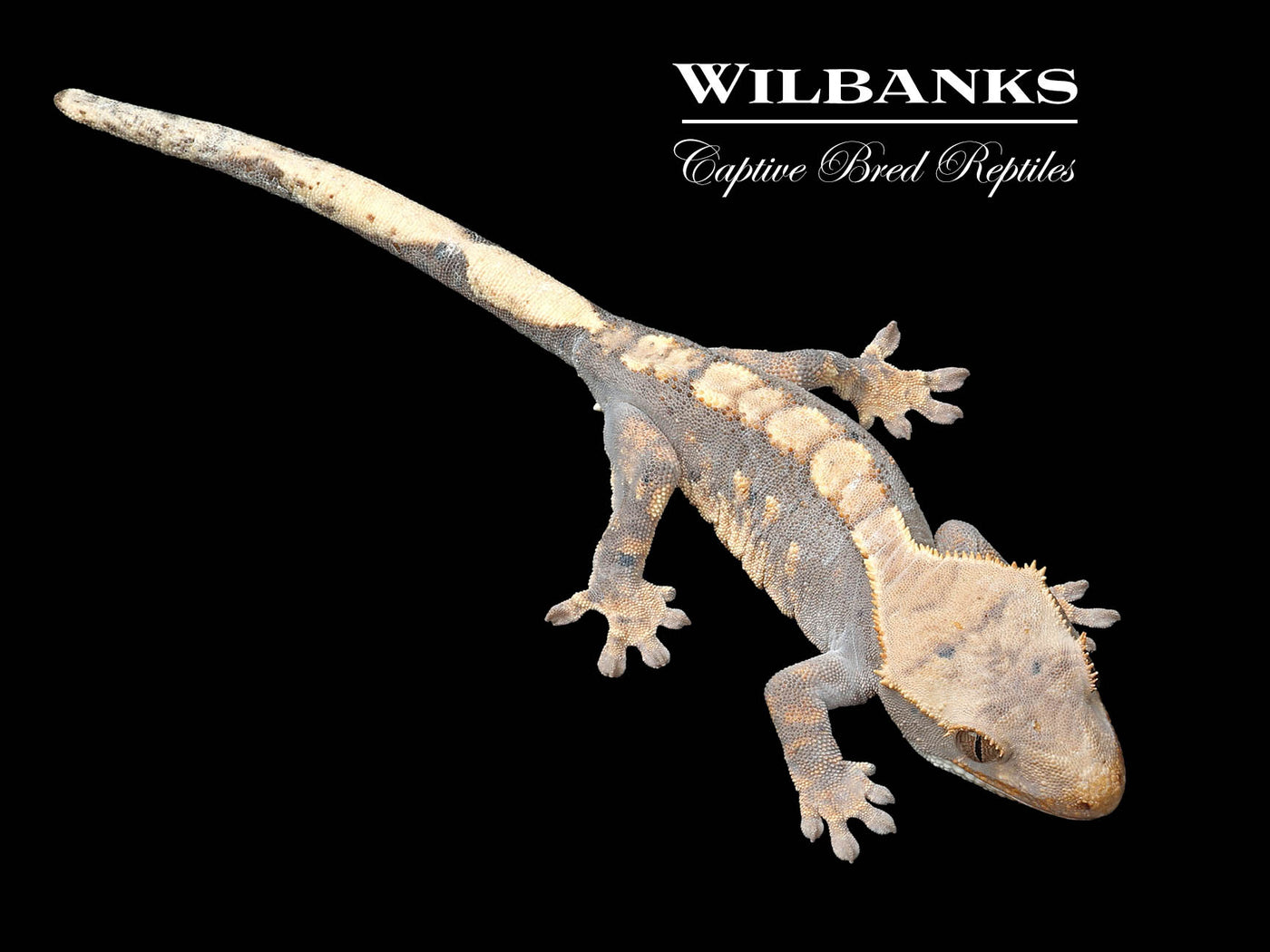 Flame Dalmatian Crested Gecko '25