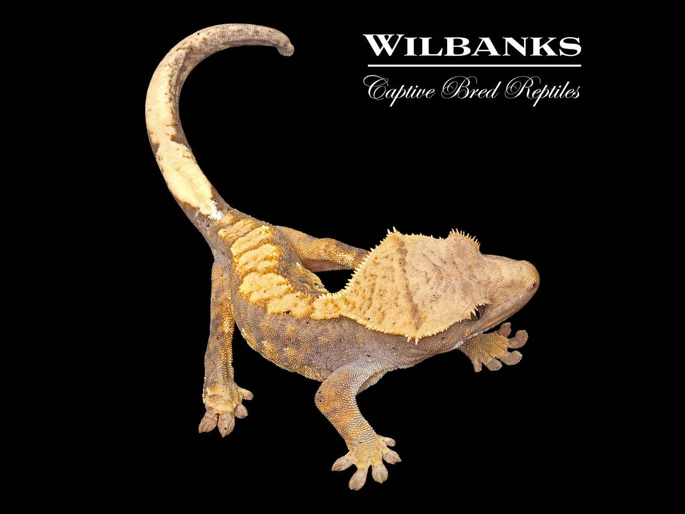 Flame Dalmatian Crested Gecko '24