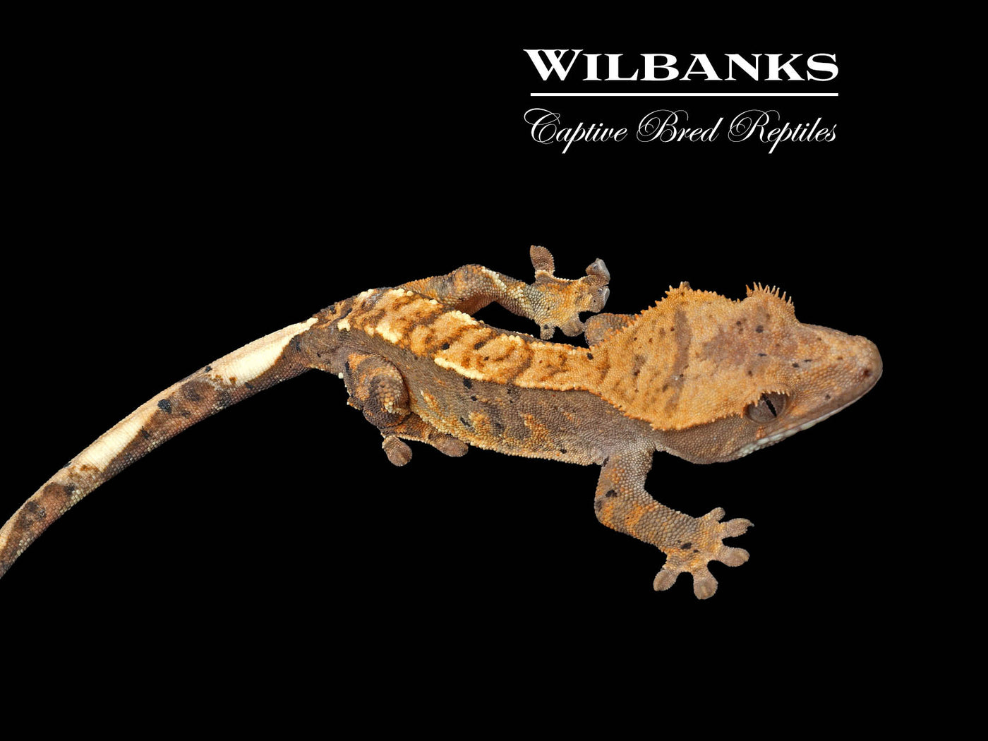 Flame Dalmatian Crested Gecko '25