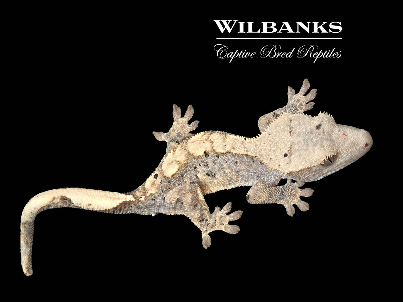 Flame Dalmatian Crested Gecko '25