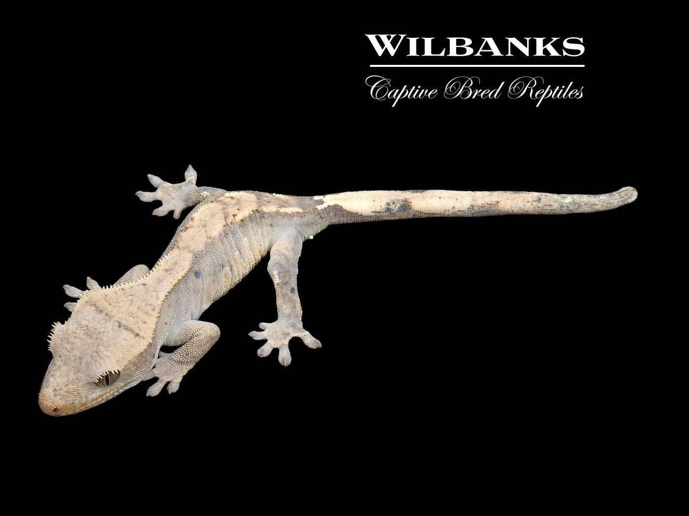 Flame Dalmatian Crested Gecko '25