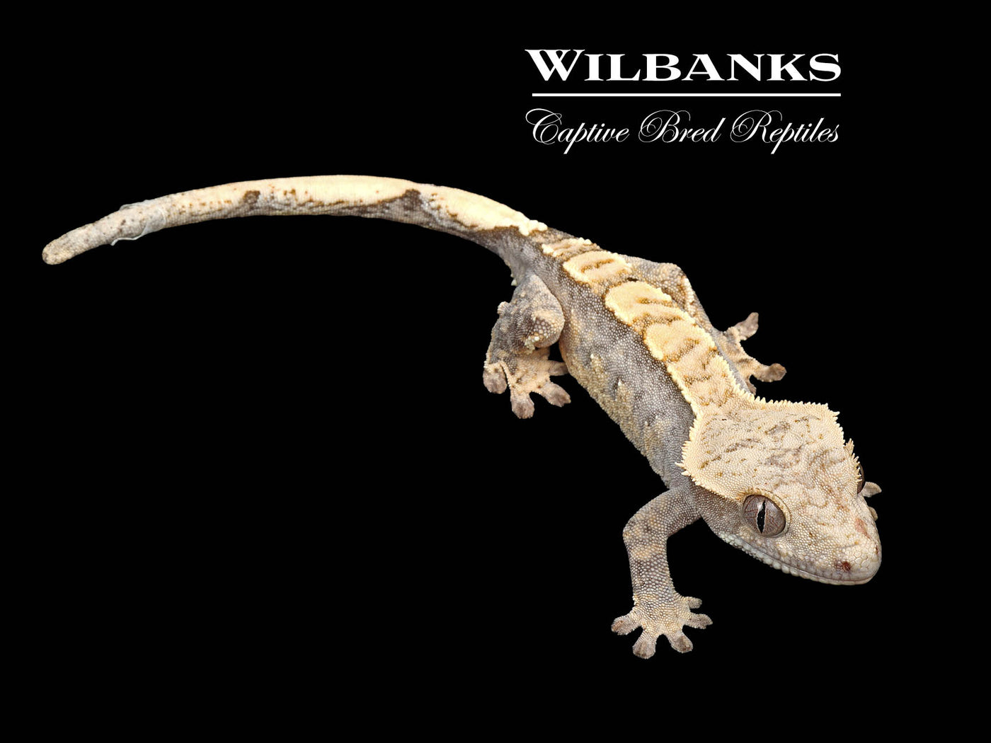 Flame Dalmatian Crested Gecko '25