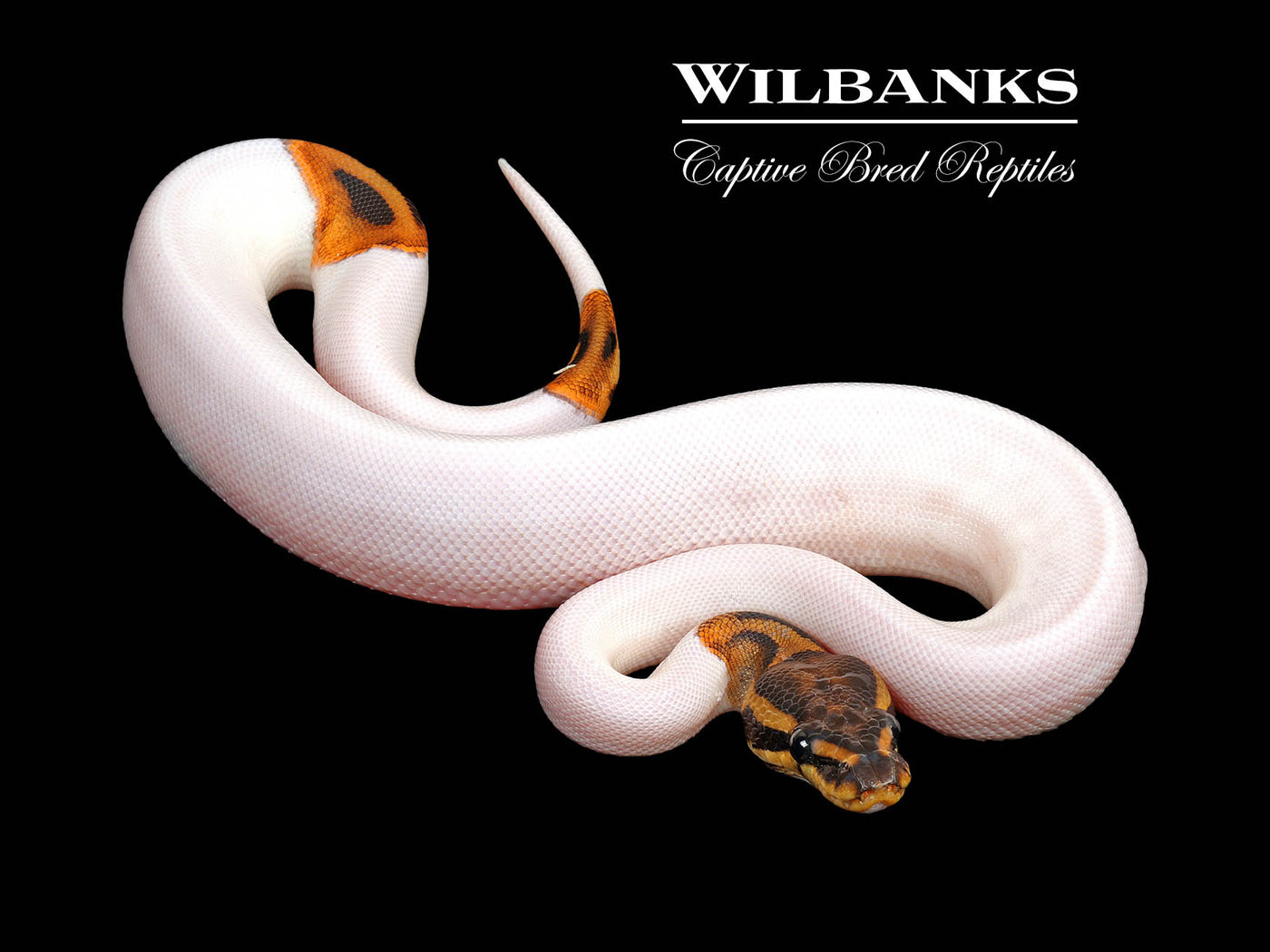 Pied Ball Python ♂ '25