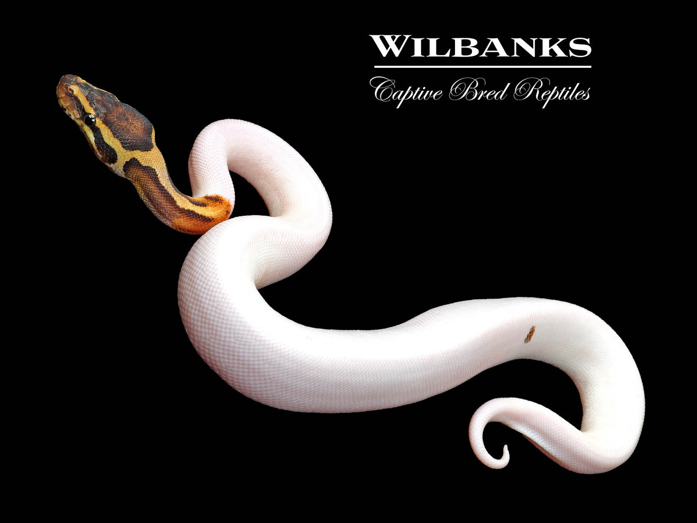 Pied Ball Python ♂ '25