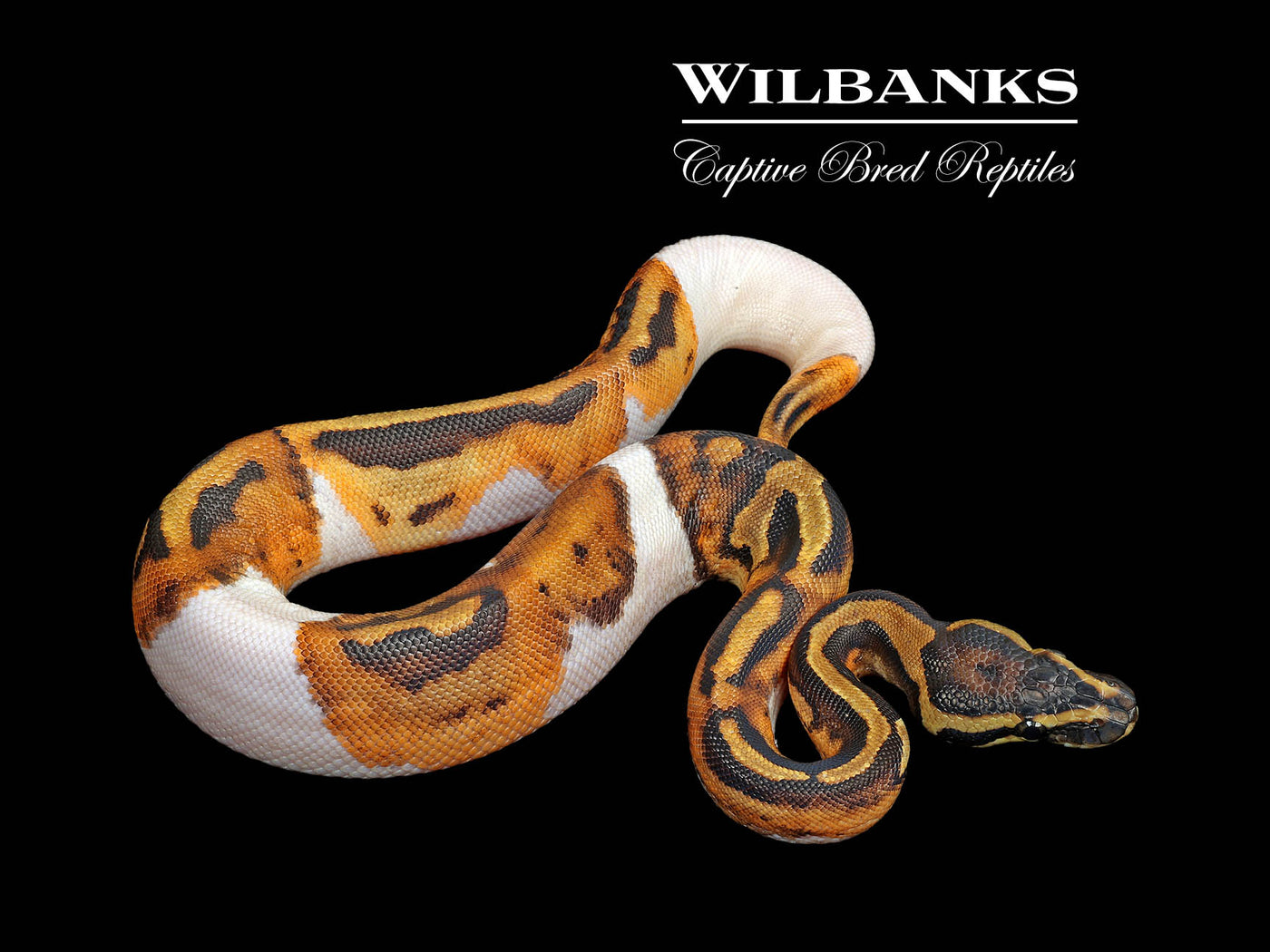 Pied Ball Python ♀ '25