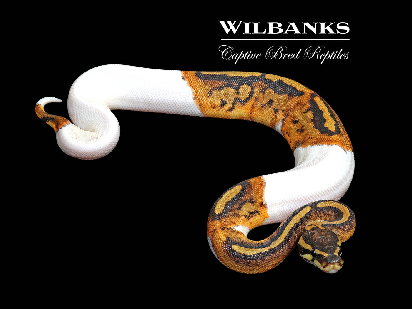 Pied Ball Python ♀ '25