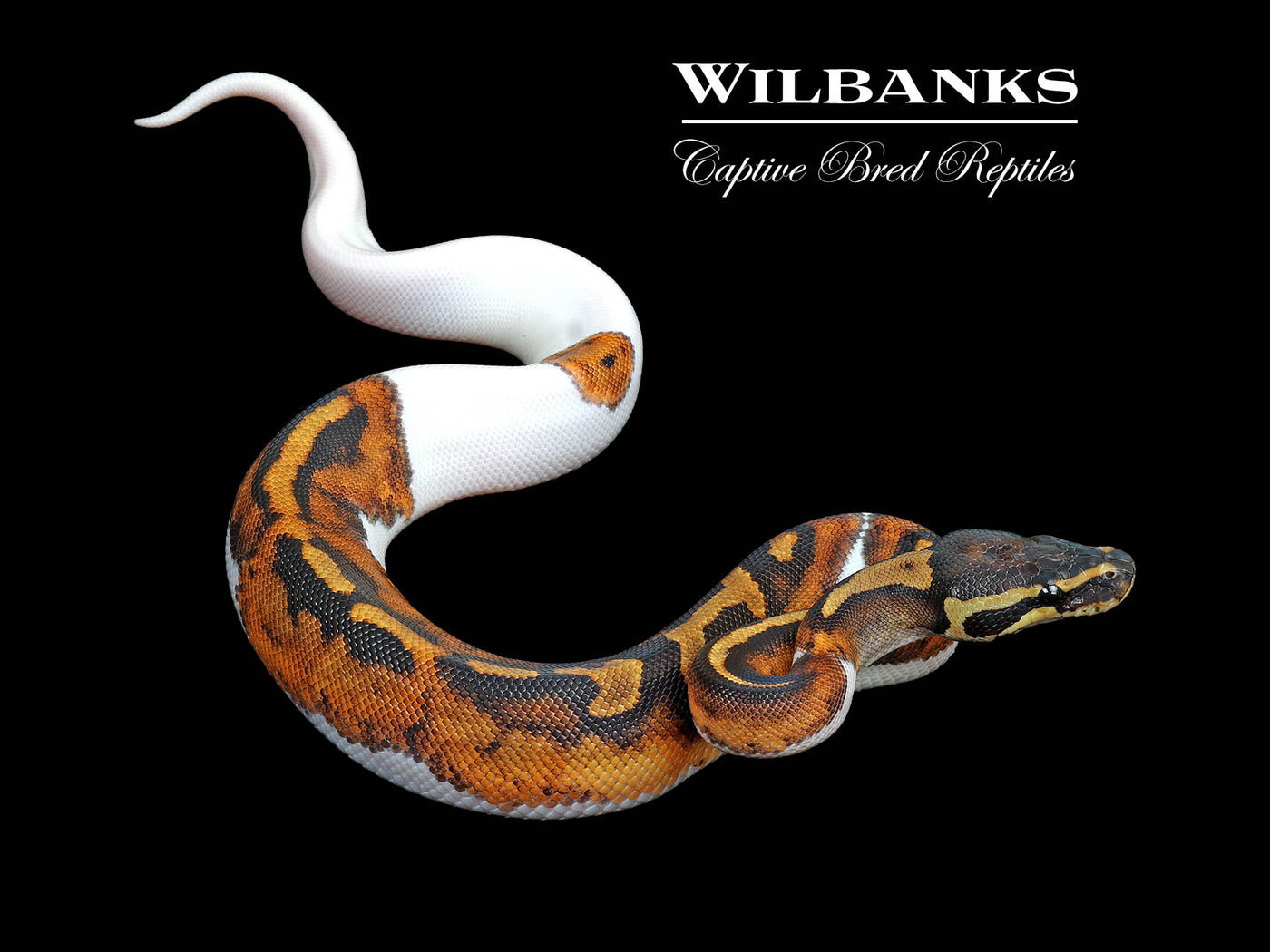 Pied Ball Python ♀ '25