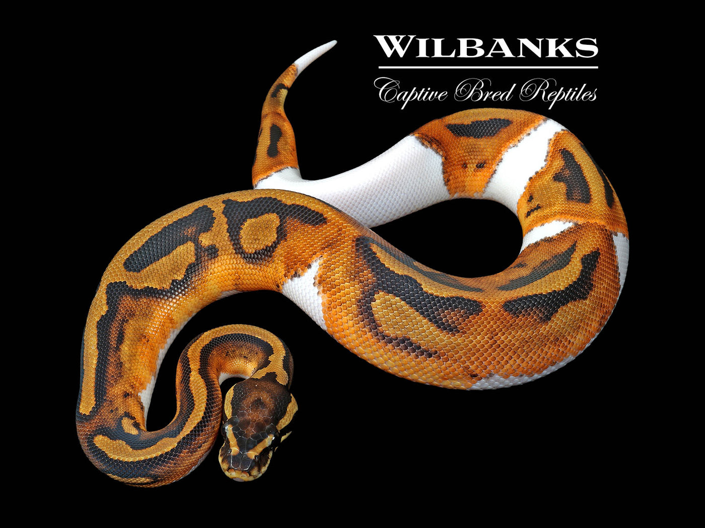 Pied Ball Python ♀ '25