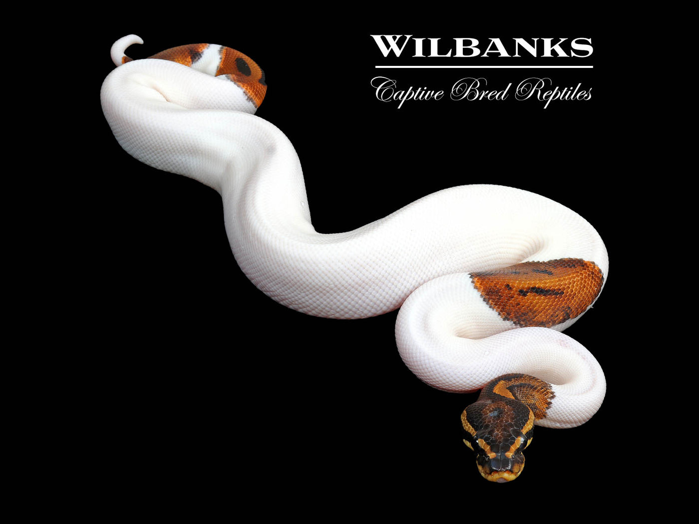 Pied Ball Python ♀ '25