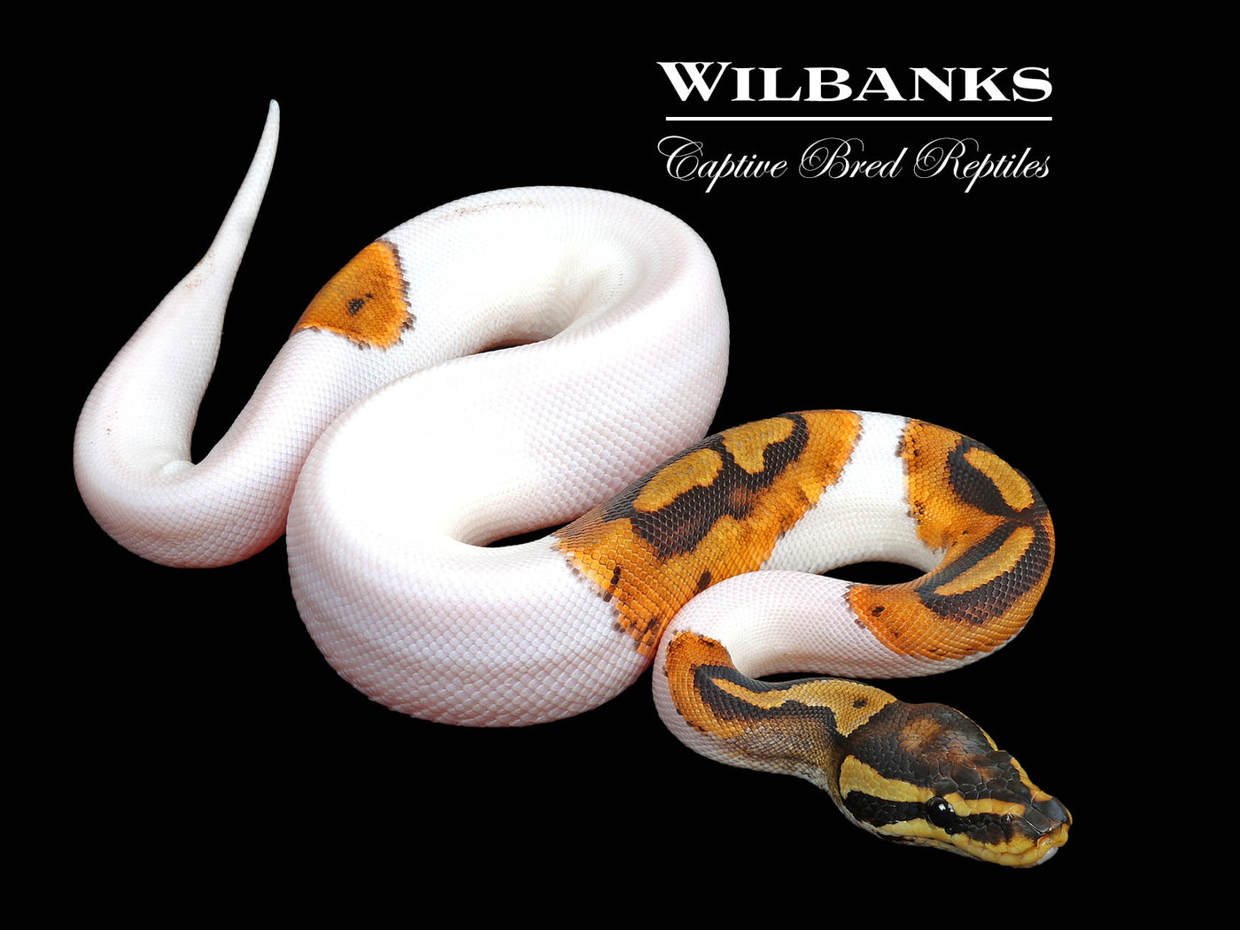 Pied Ball Python ♀ '25