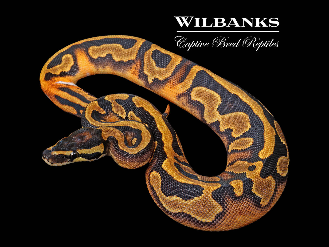 Pied Ball Python ♀ '25