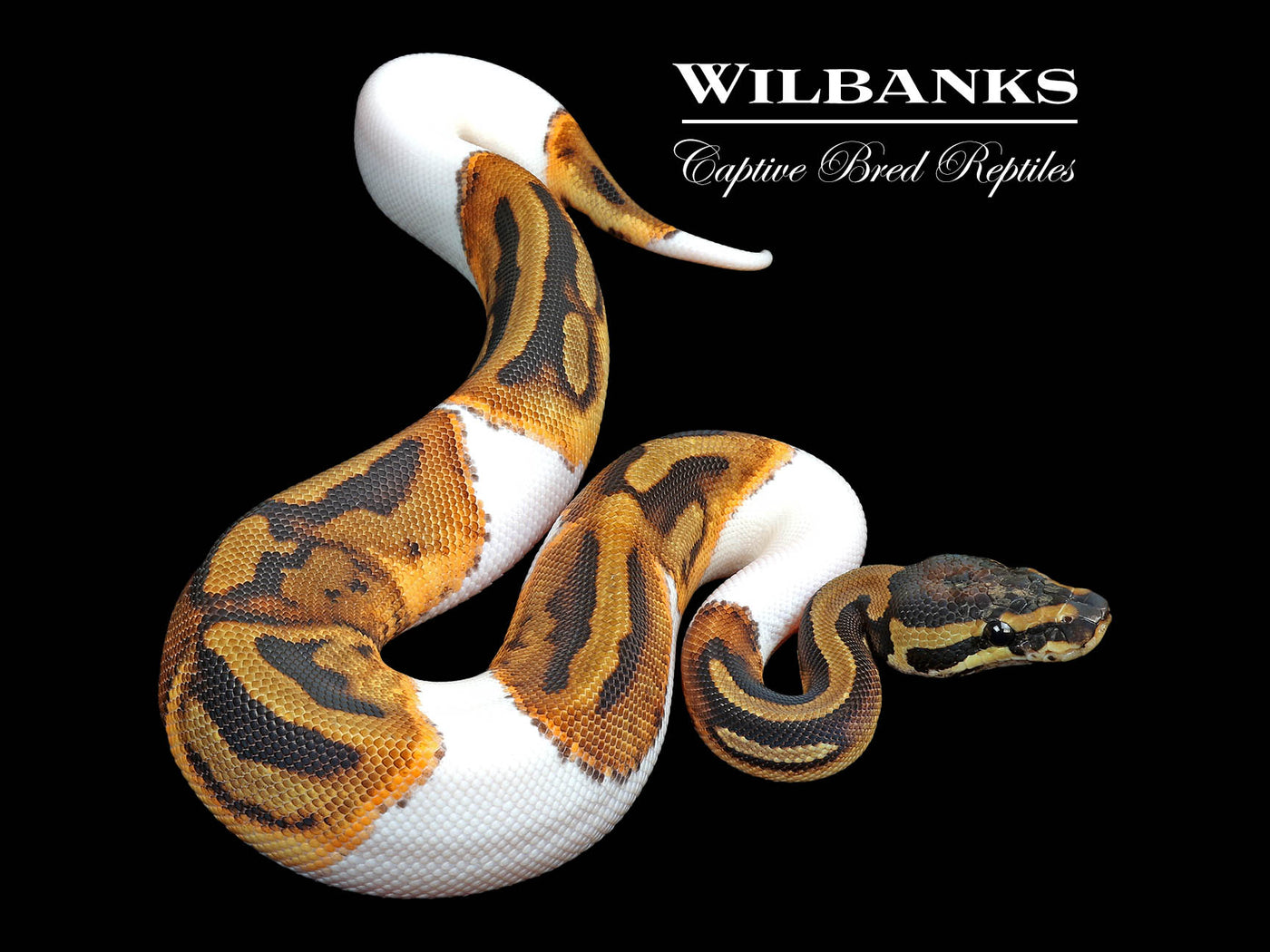 Pied Ball Python ♀ '25