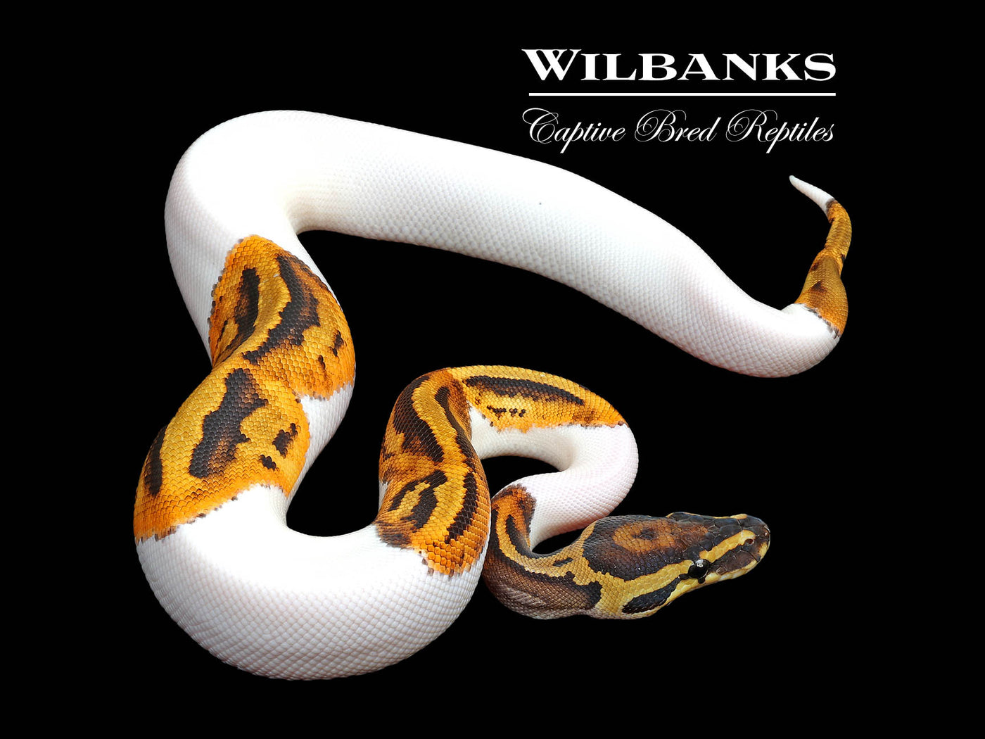Pied Ball Python ♀ '25