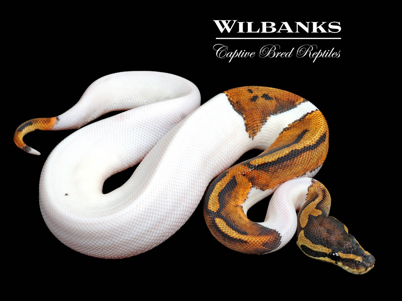 Pied Ball Python ♀ '25