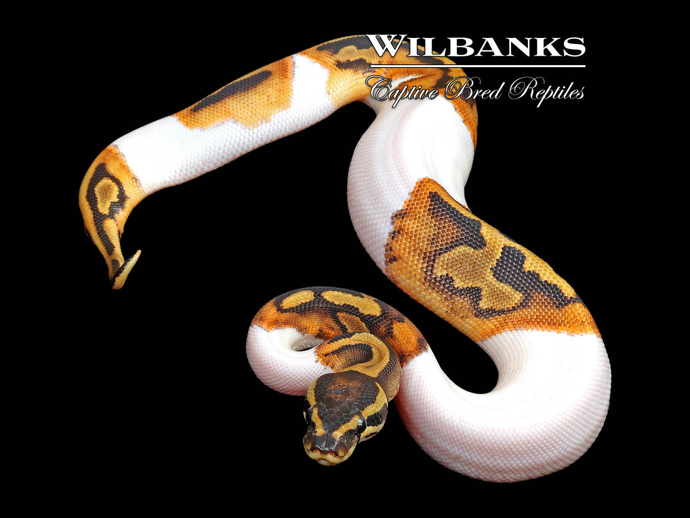 Pied Ball Python ♀ '25
