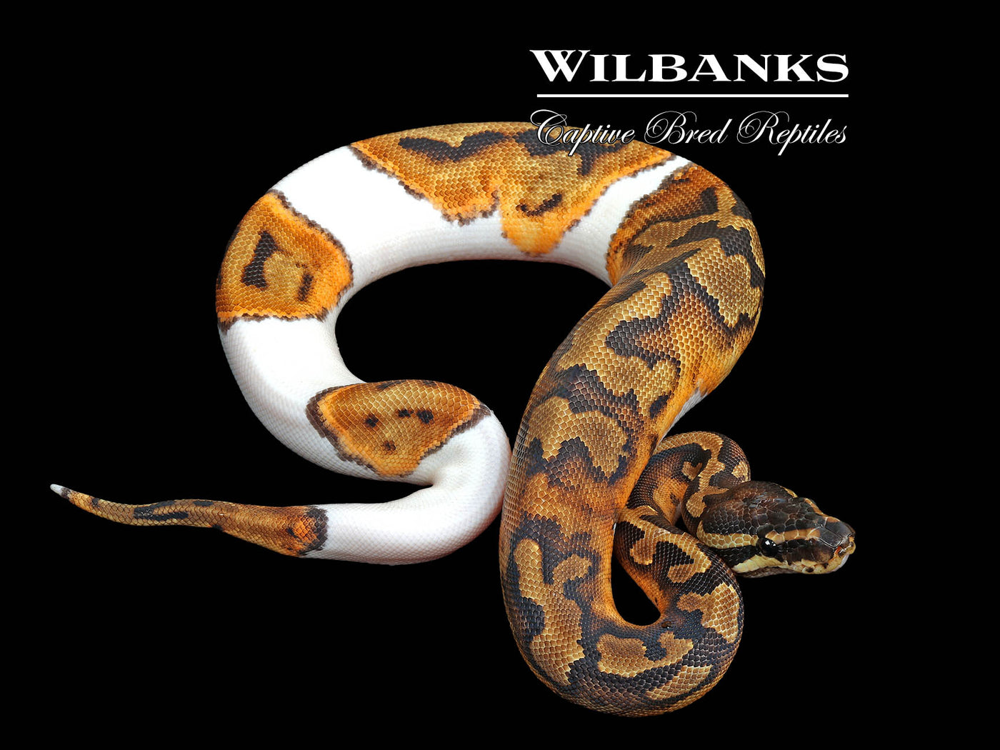 Pied Ball Python ♀ '25