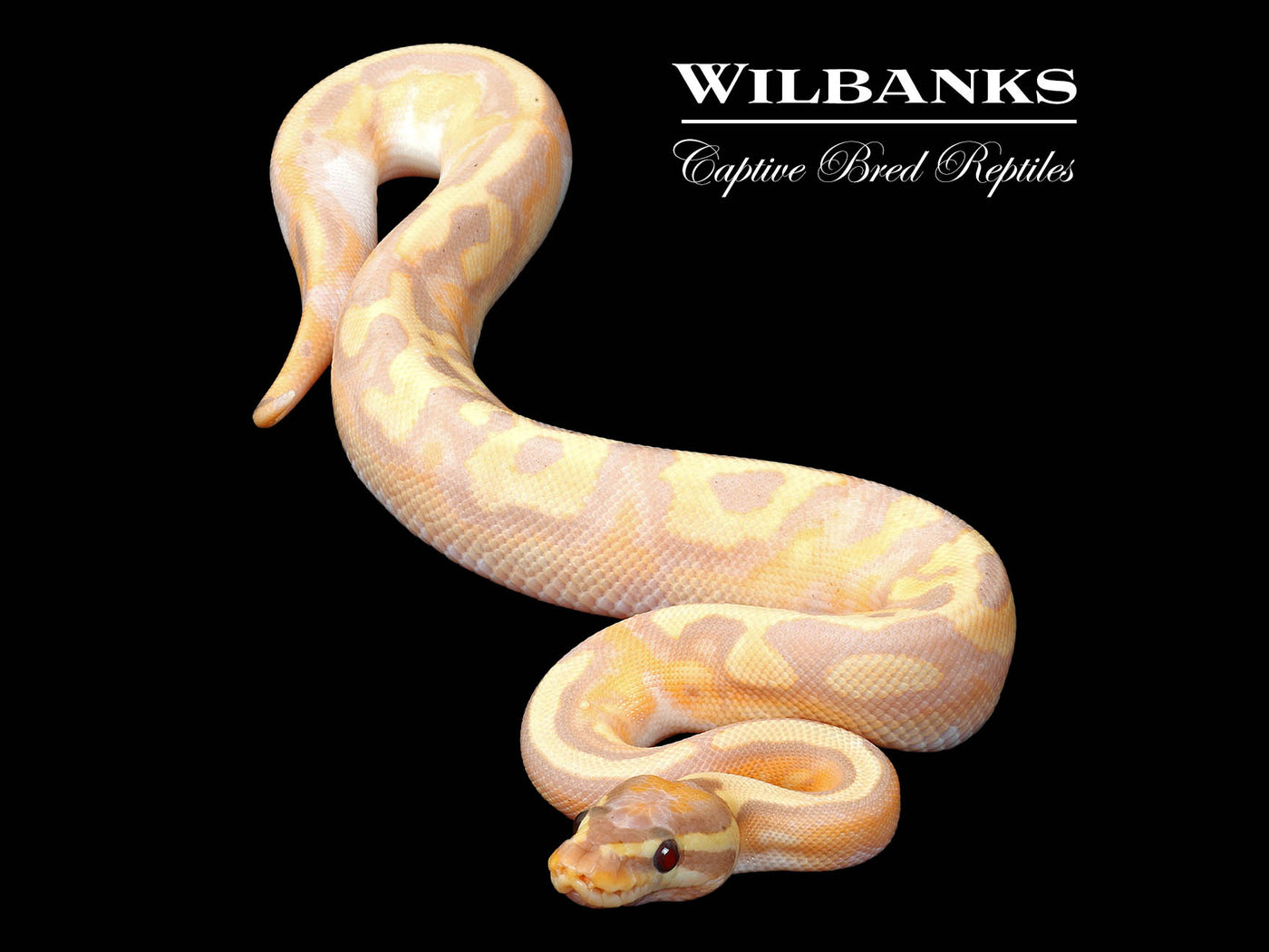 Banana Pied Ball Python ♂ '25