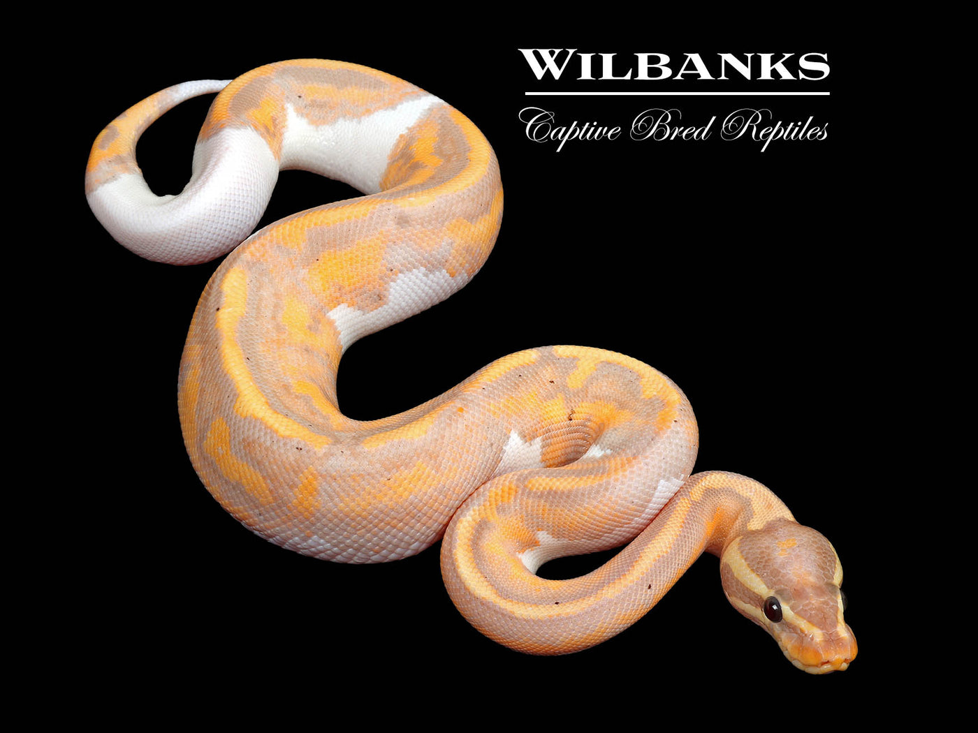 Banana Pied Ball Python ♂ '25