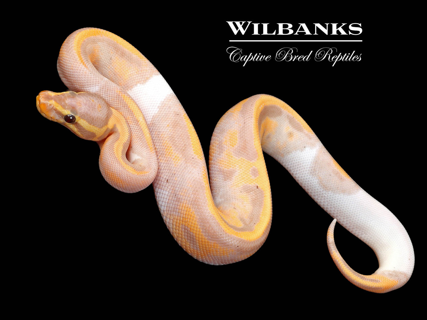 Banana Pied Ball Python ♂ '25