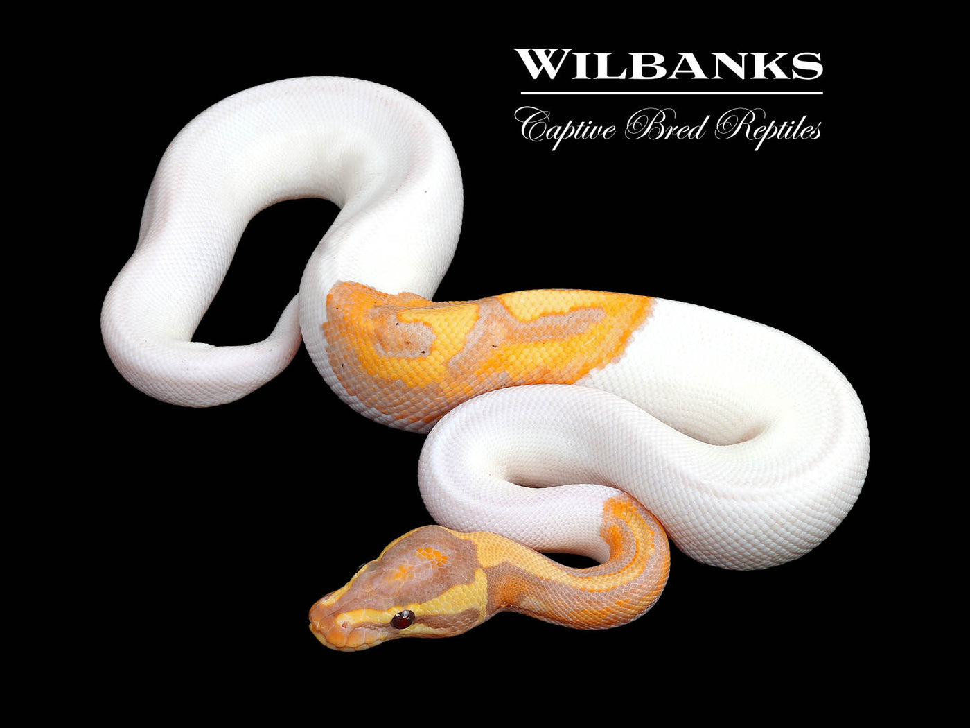 Banana Pied Ball Python ♂ '25