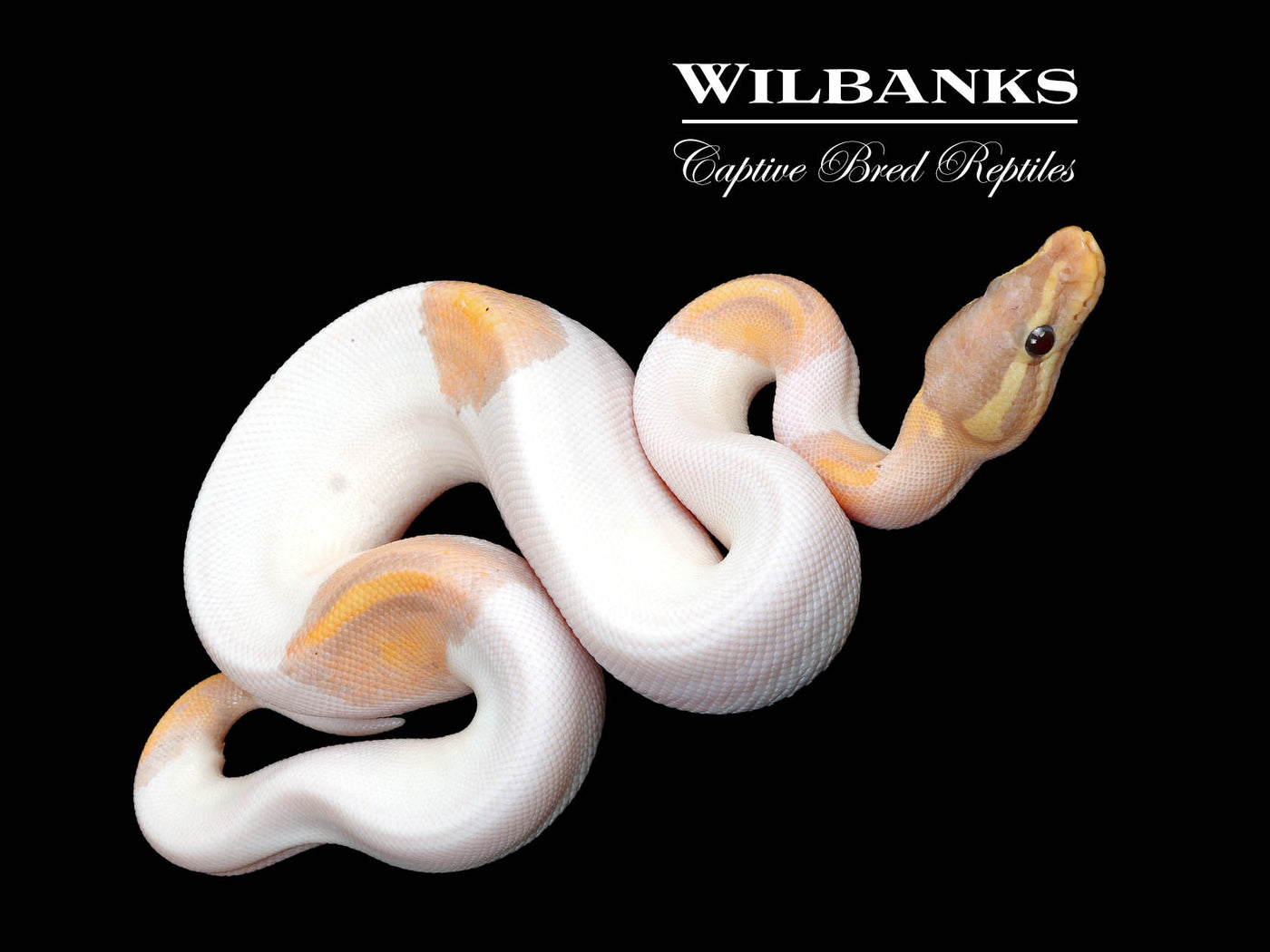 Banana Pied Ball Python ♂ '25