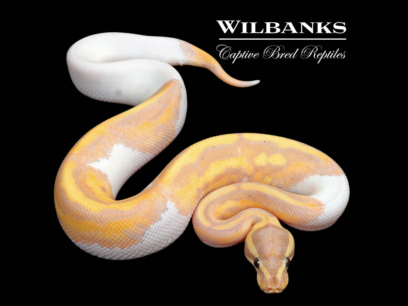 Banana Pied Ball Python ♂ '25