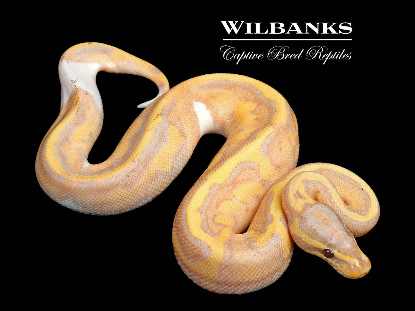 Banana Pied Ball Python ♂ '25