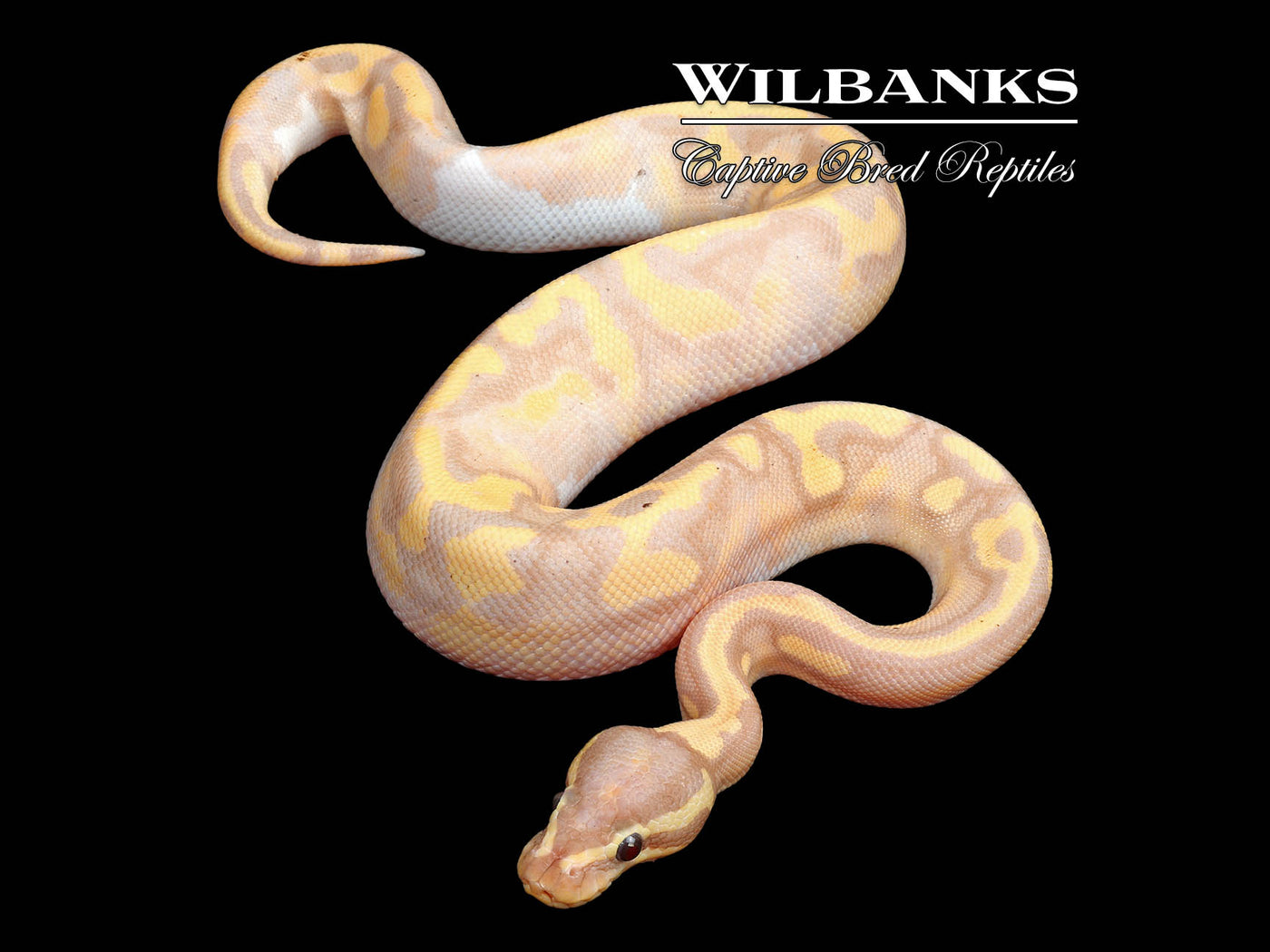 Banana Pied Ball Python ♂ '25