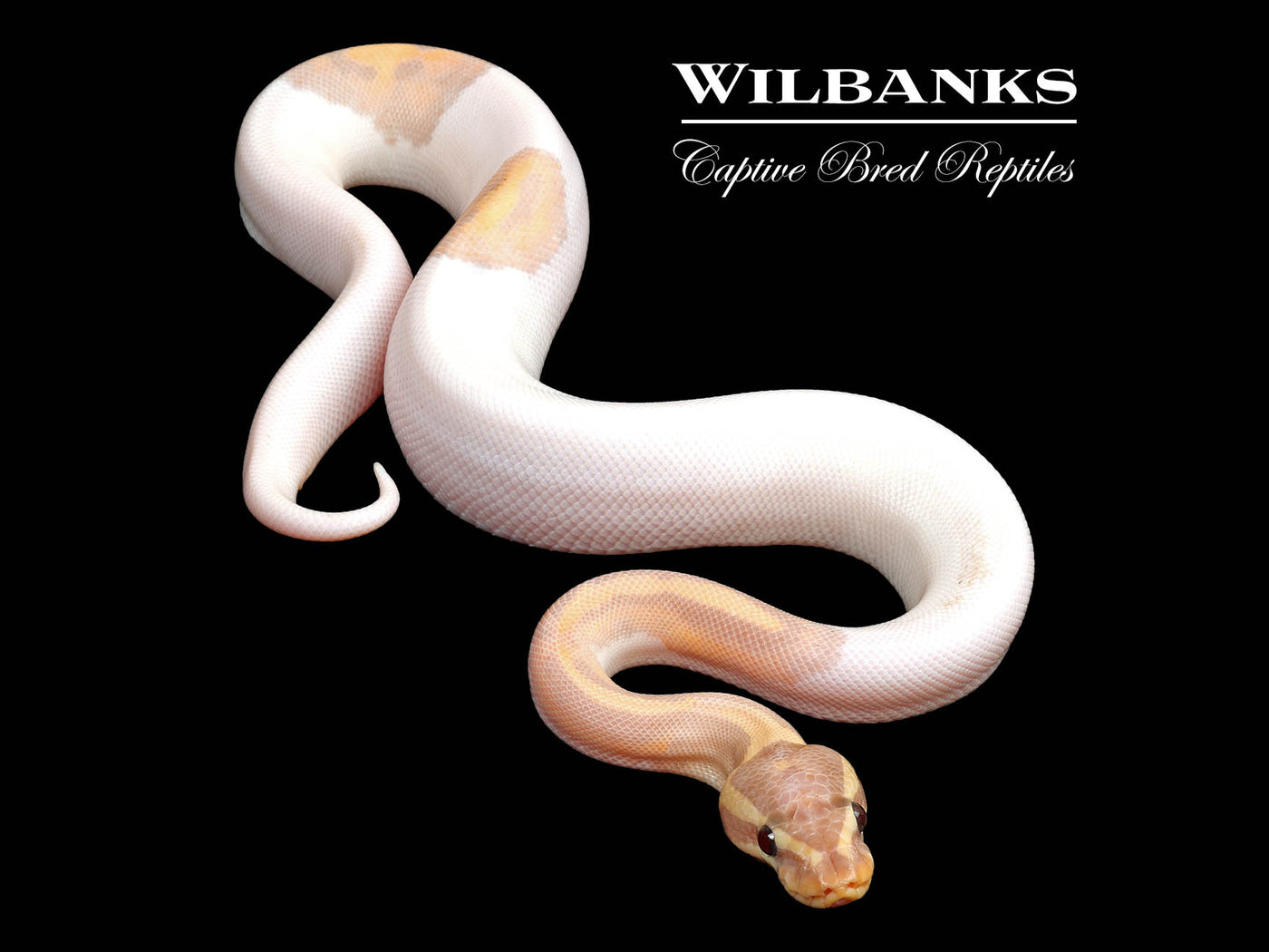 Banana Pied Ball Python ♂ '25