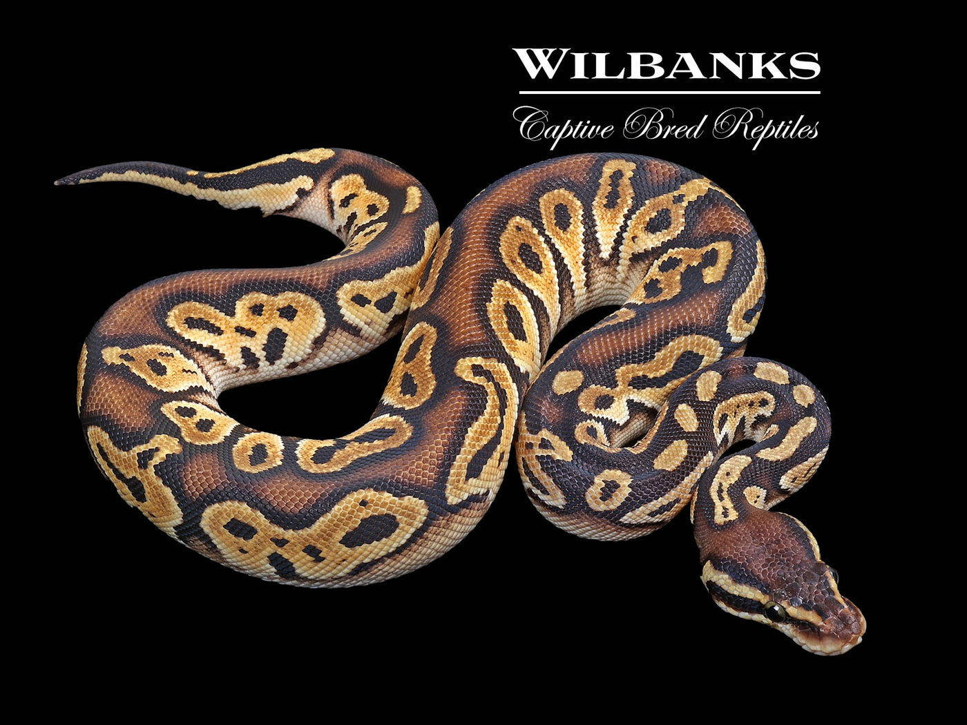Russo Pastel Blackhead Ball Python ♀ '24