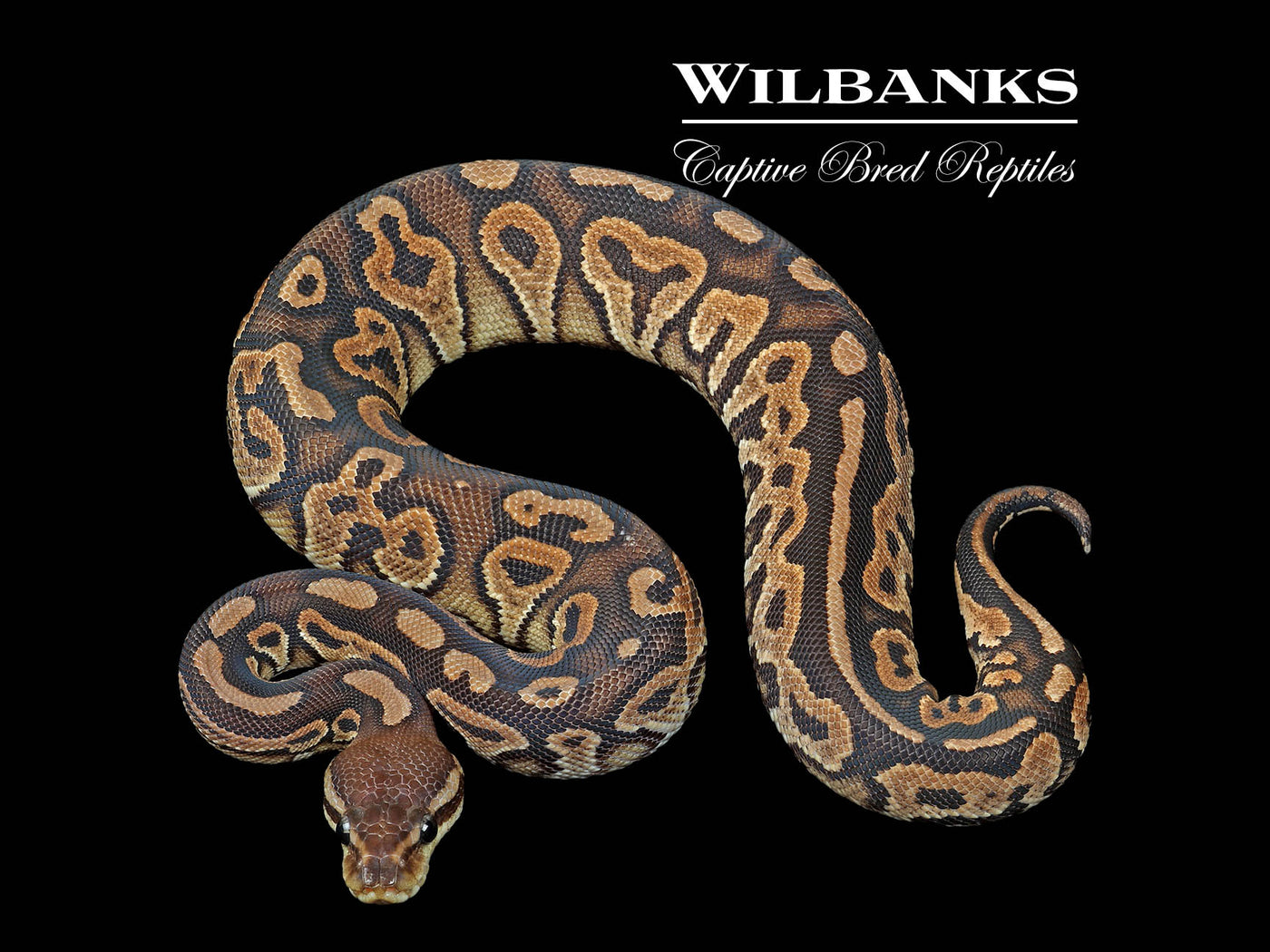 Cinnamon 100% Het. Lavender Albino Ball Python ♀ '24
