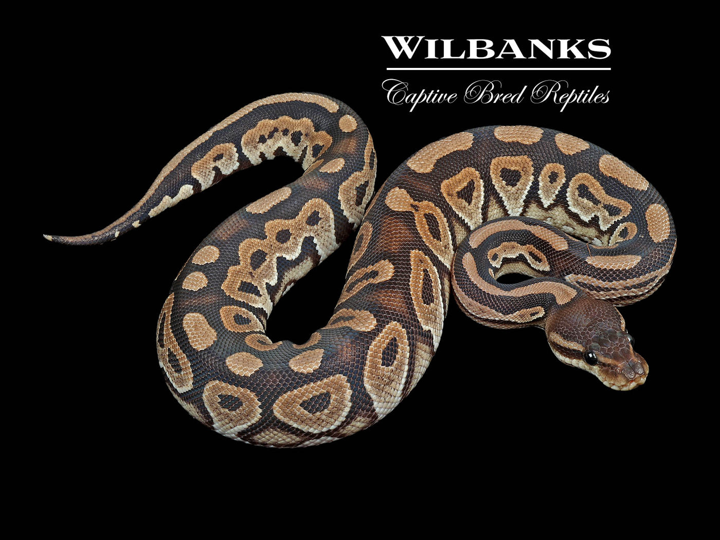Cinnamon 100% DH Lavender Albino Axanthic (VPI) Ball Python ♀ '24