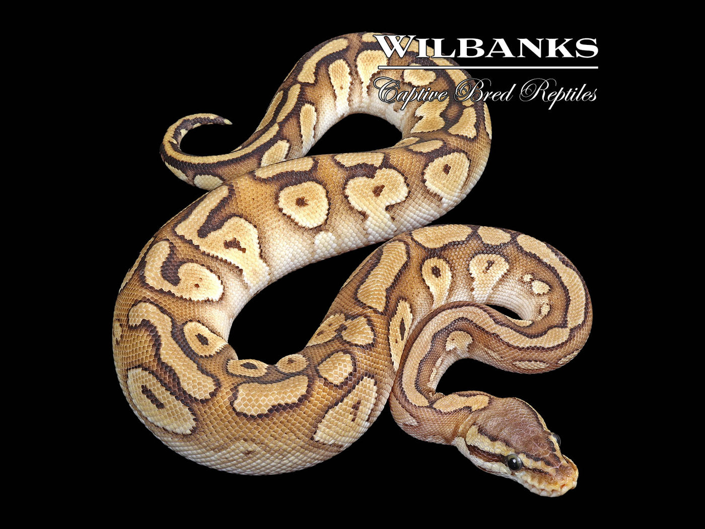 Red Stripe Pastave 100% Het. Clown Ball Python ♀ '24